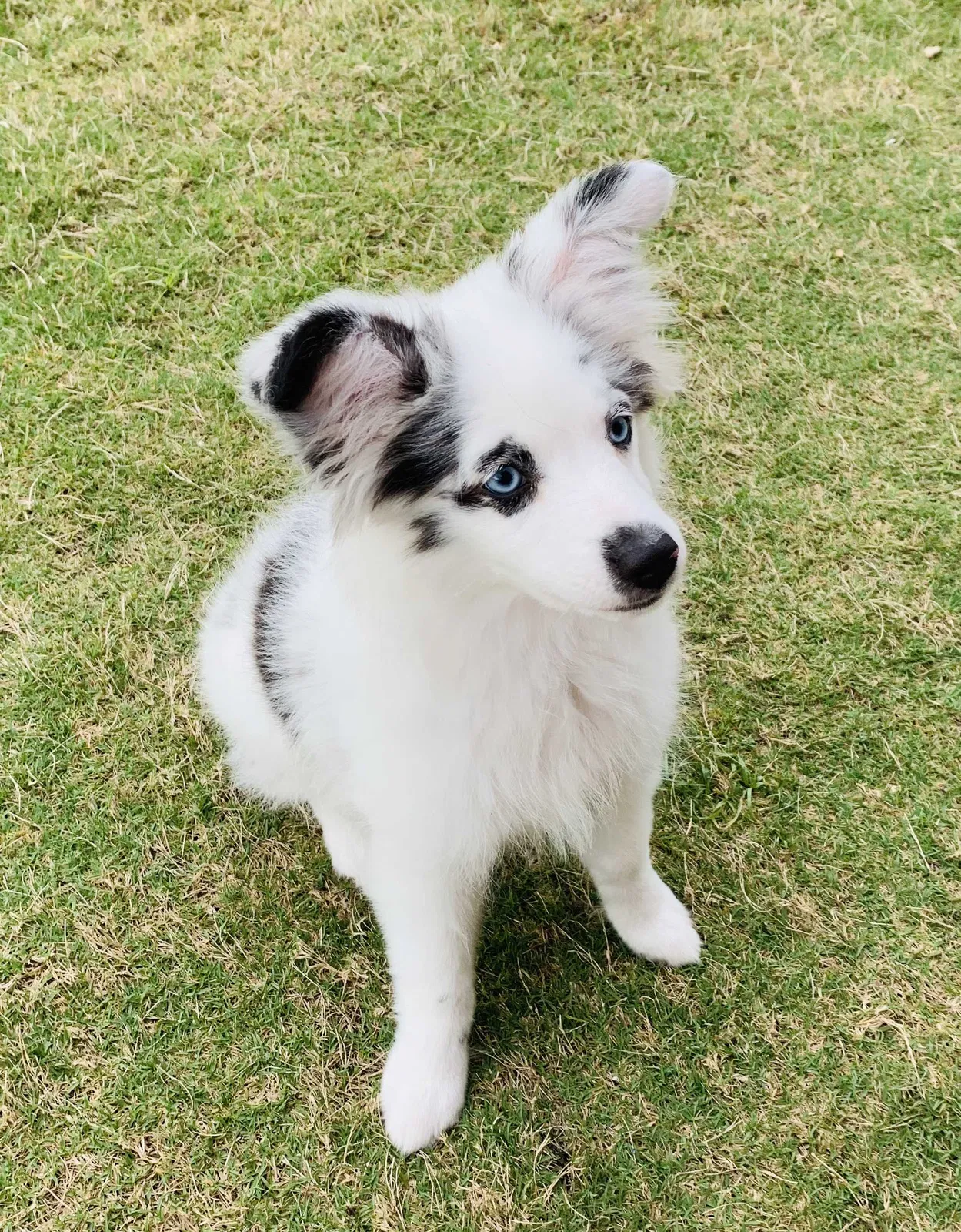 Lost dog in Belton, TX, 76513