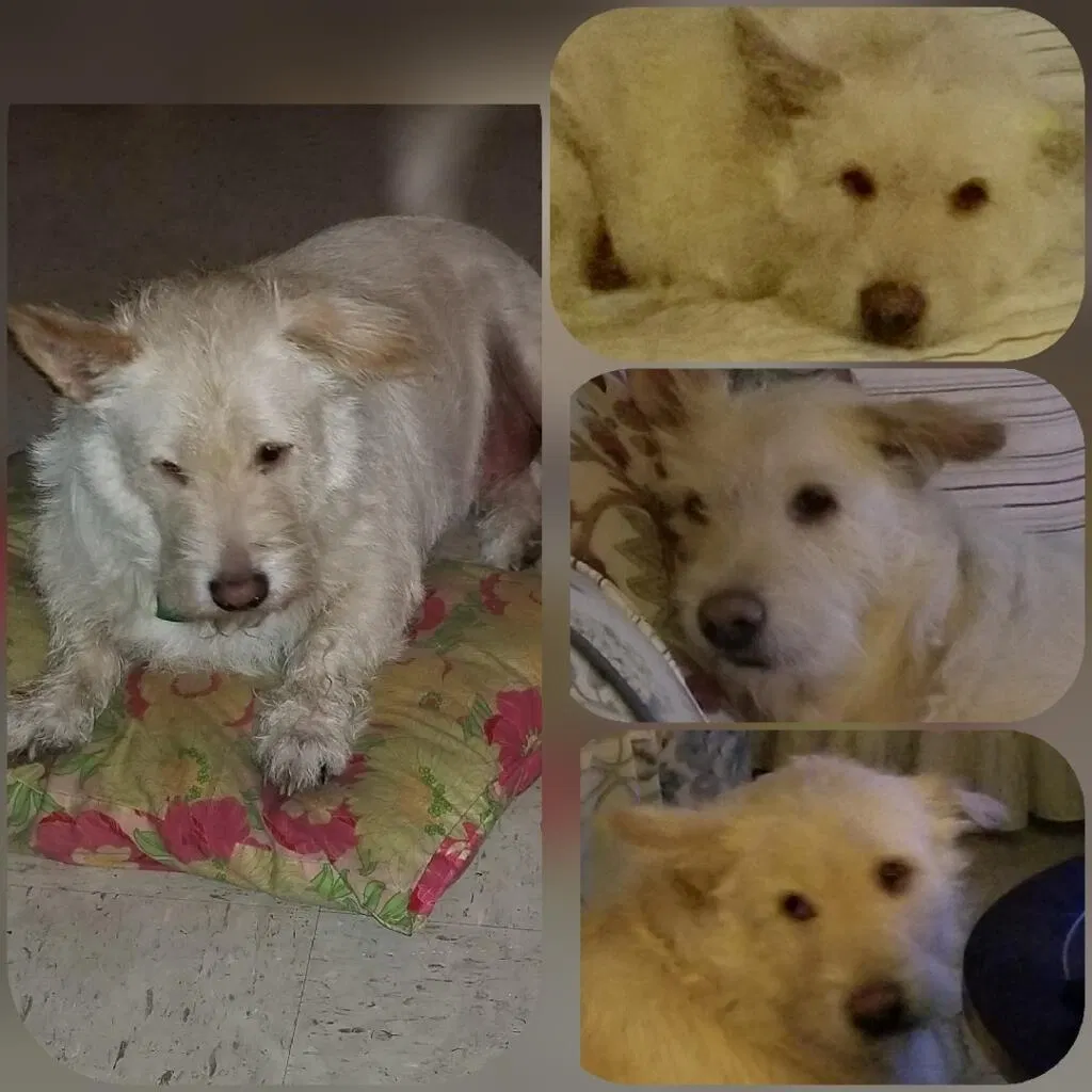Lost dog in Harlingen, TX, 78550