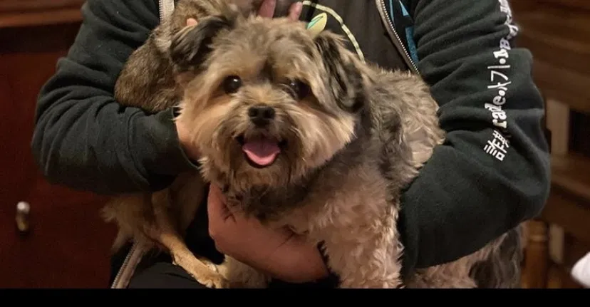 Lost dog in Whittier, CA, 90605