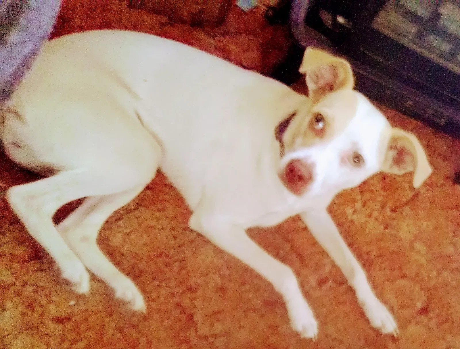 Lost dog in Wiggins, CO, 80654