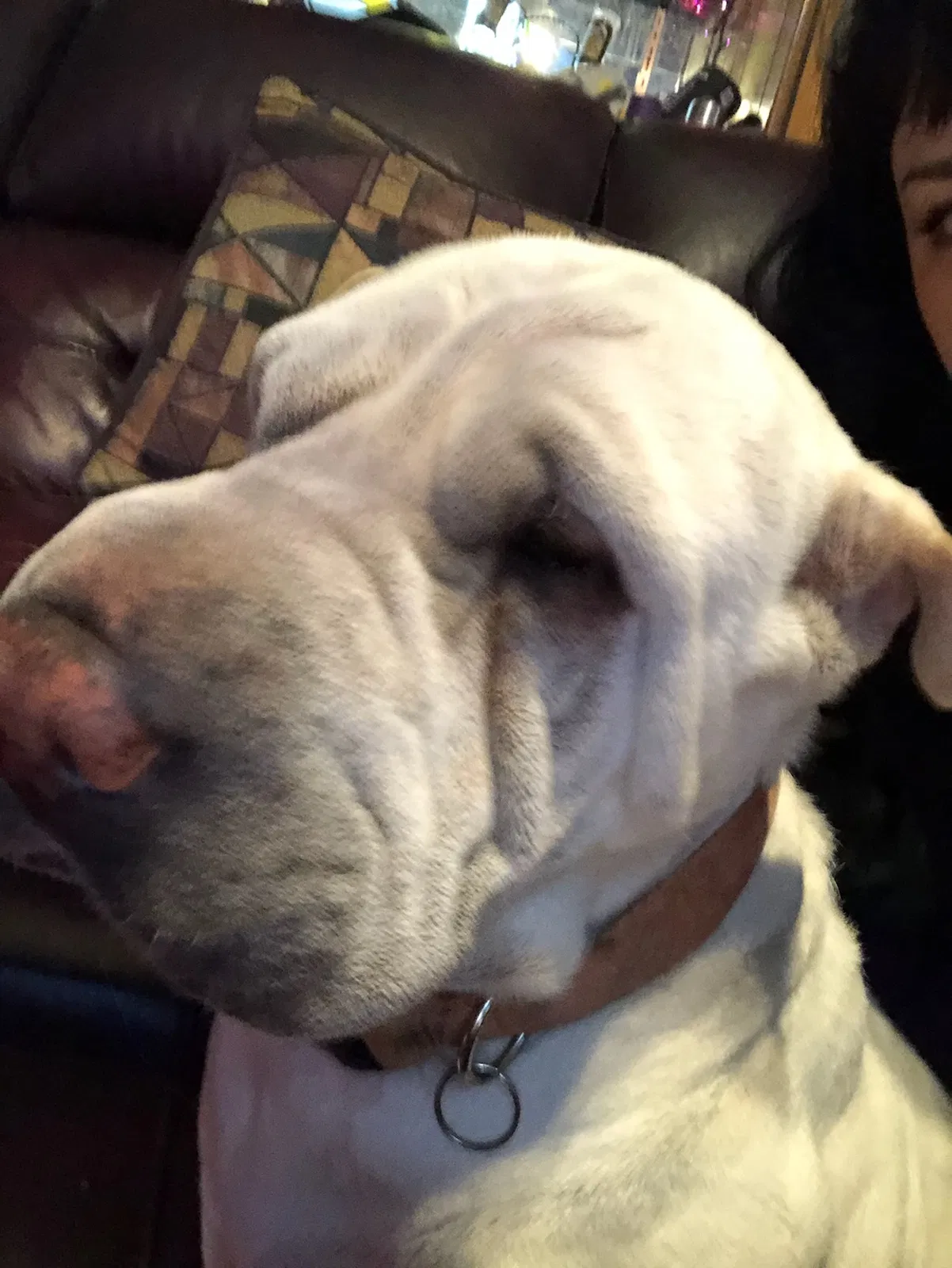 Lost dog in El Paso, TX, 79924