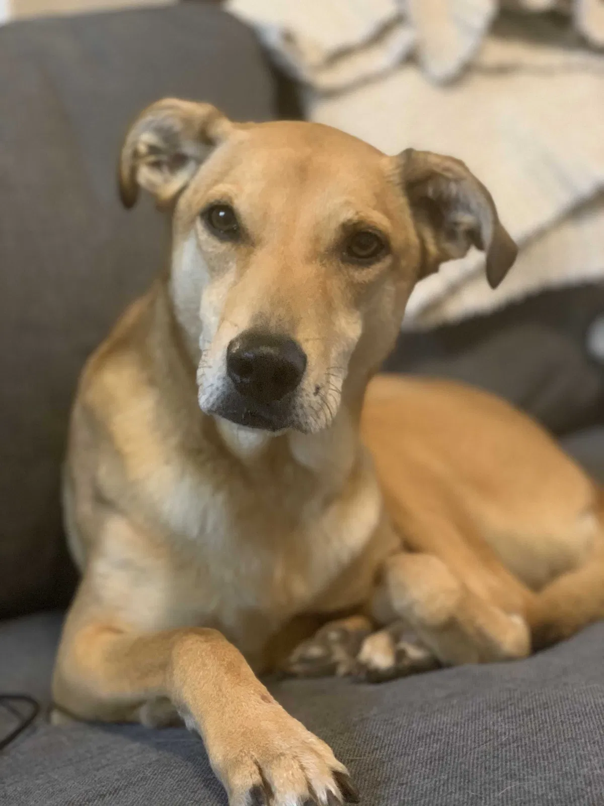 Lost dog in Carrollton, TX, 75007