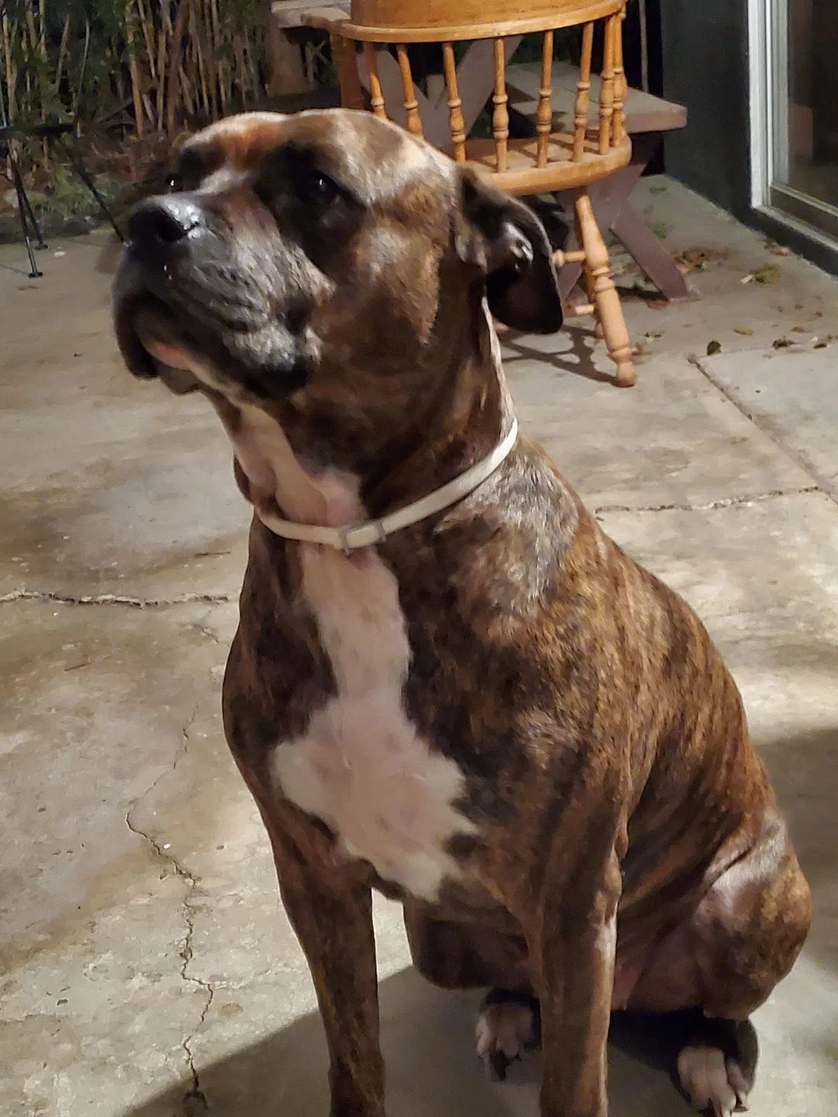 Lost dog in Glendale, AZ, 85302