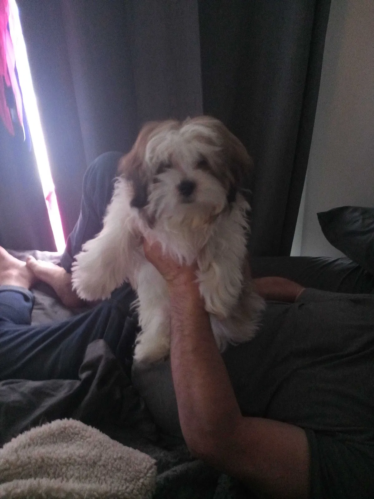 Lost dog in Fort Myers, FL, 33913