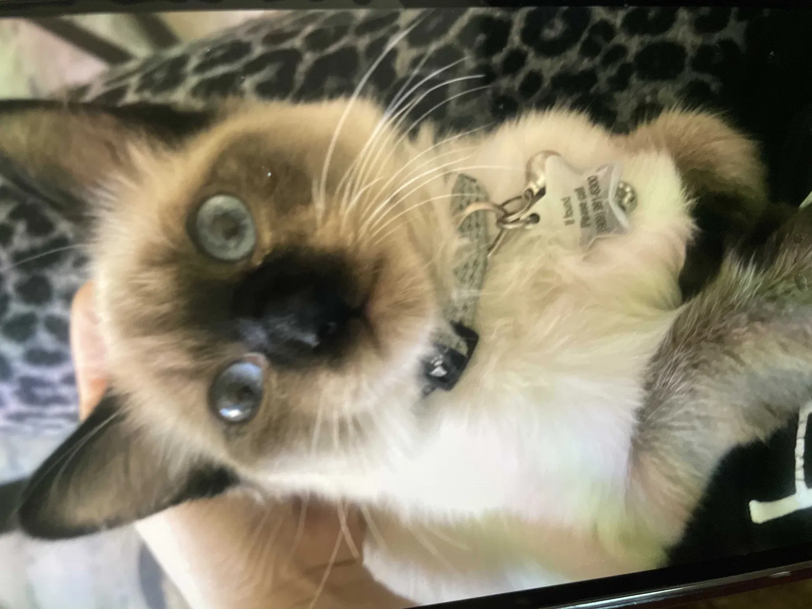 Lost cat in Loma Linda, CA, 92354