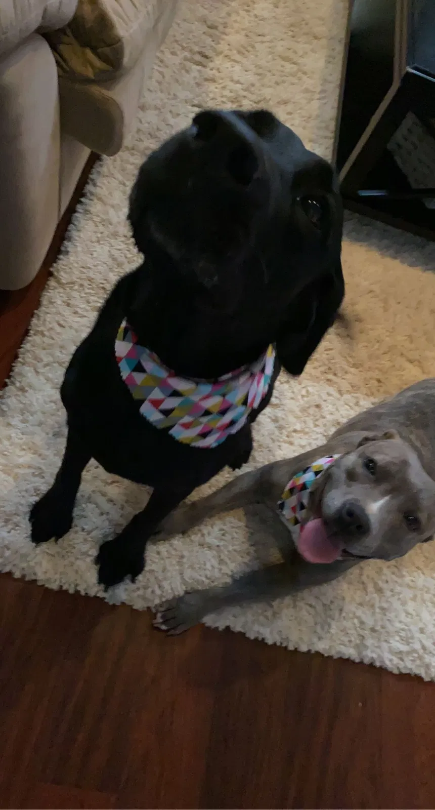 Lost dog in Lubbock, TX, 79423