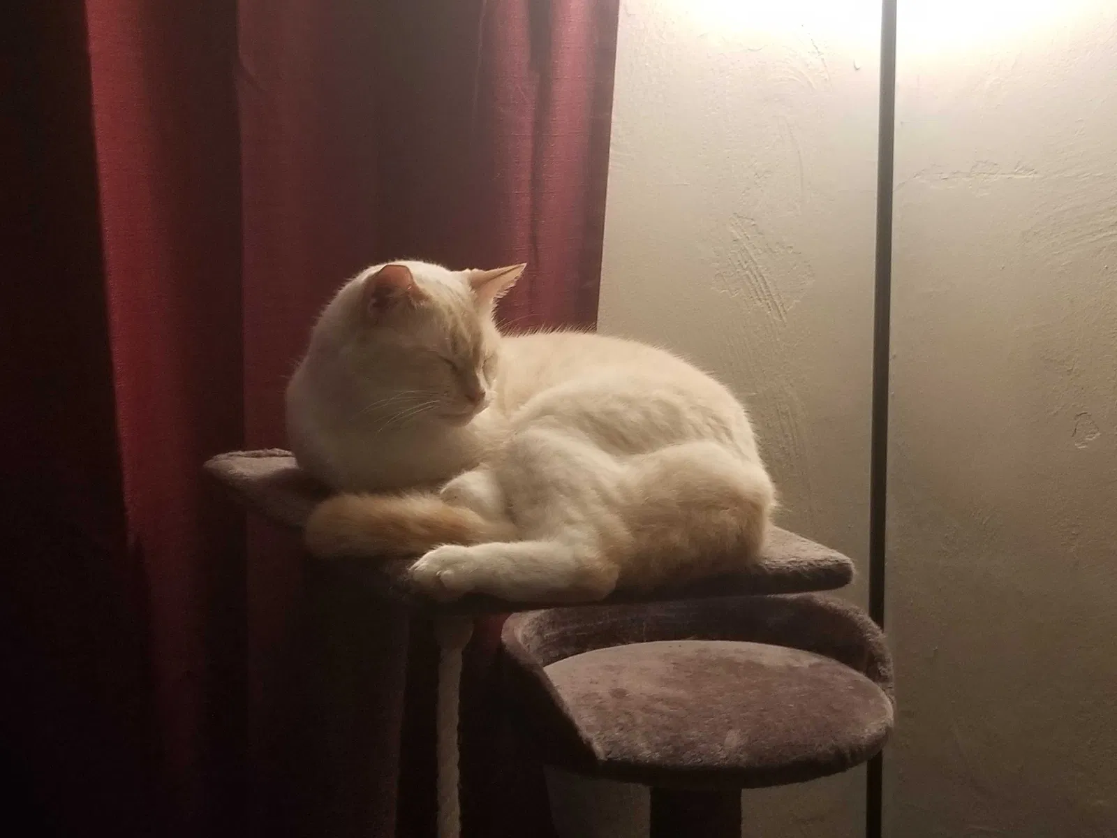 Lost cat in Auburndale, FL, 33823