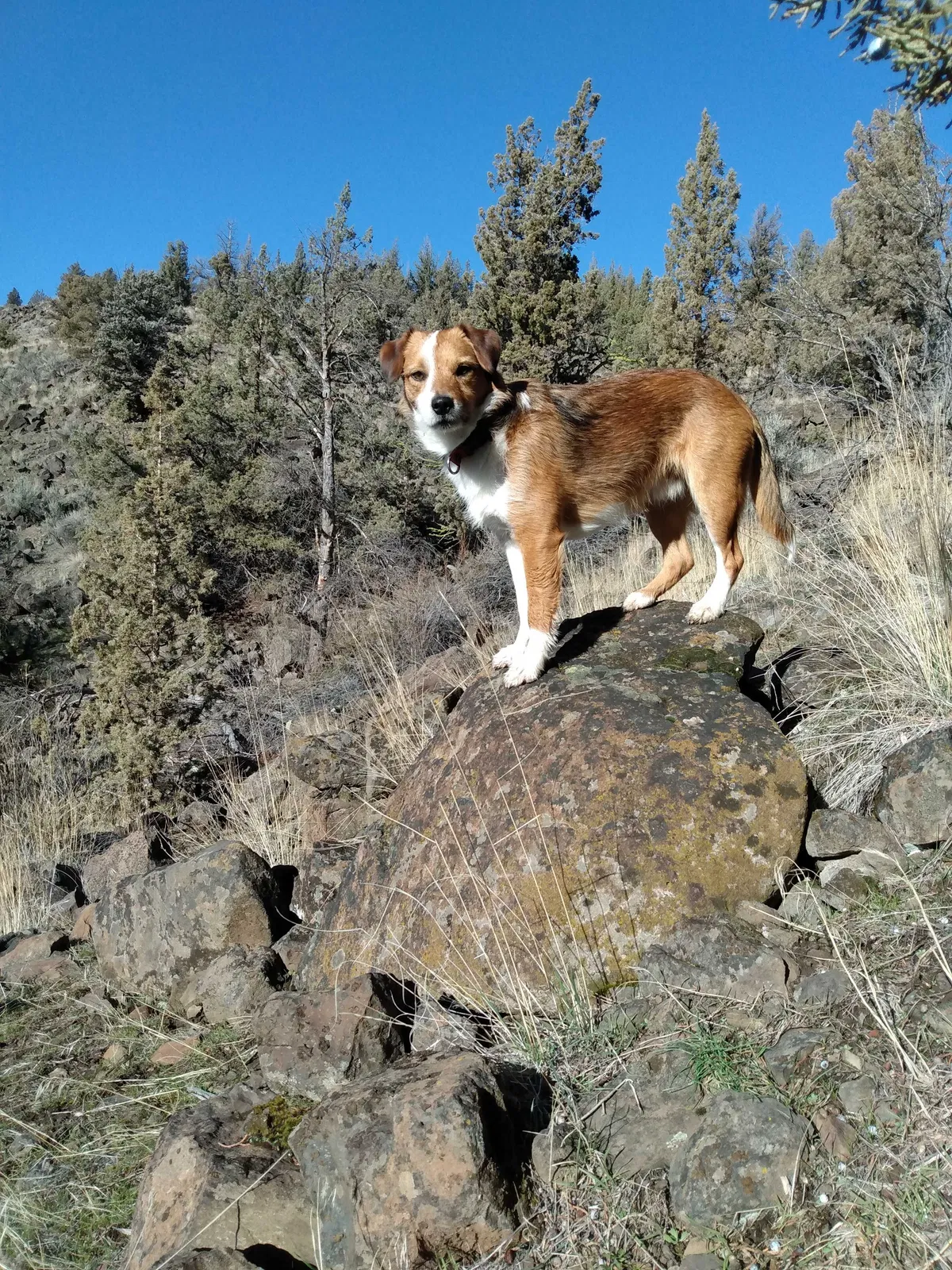 Lost dog in Eugene, OR, 97402