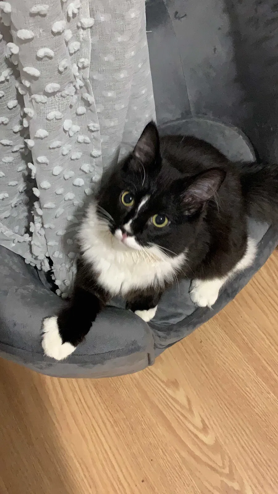Lost cat in Knoxville, TN, 37920