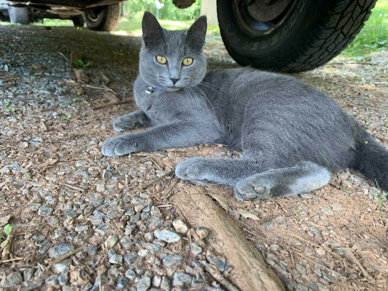 Lost cat in Bedford, VA, 24523