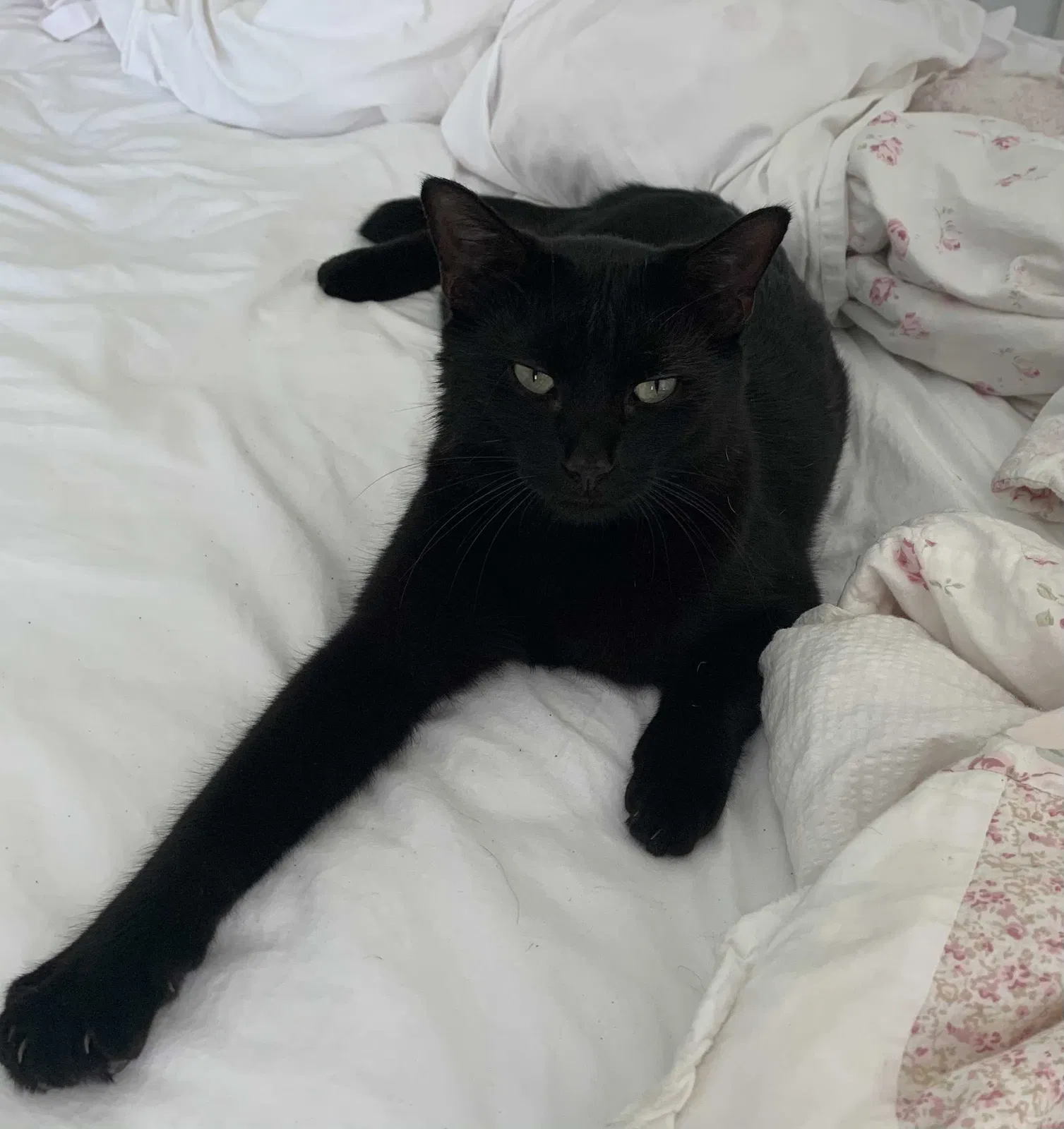 Lost cat in Port Saint Lucie, FL, 34953