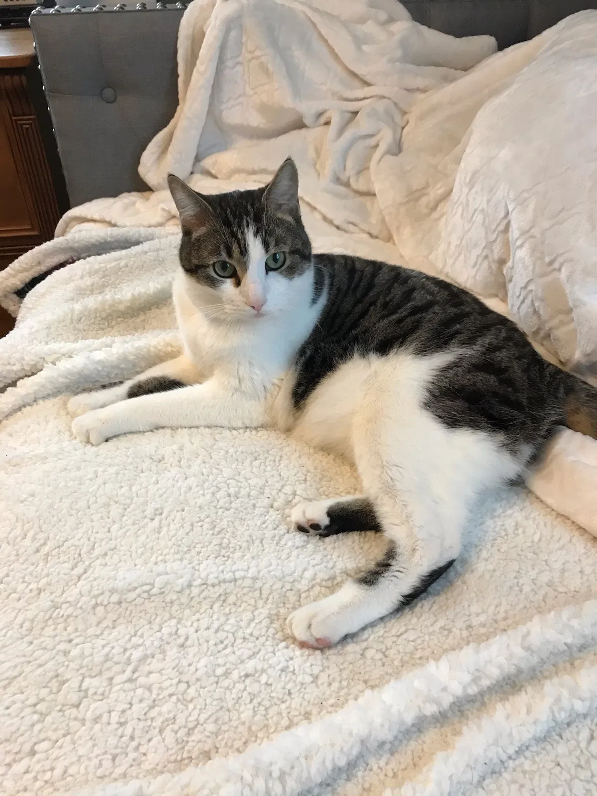 Lost cat in Portland, OR, 97206