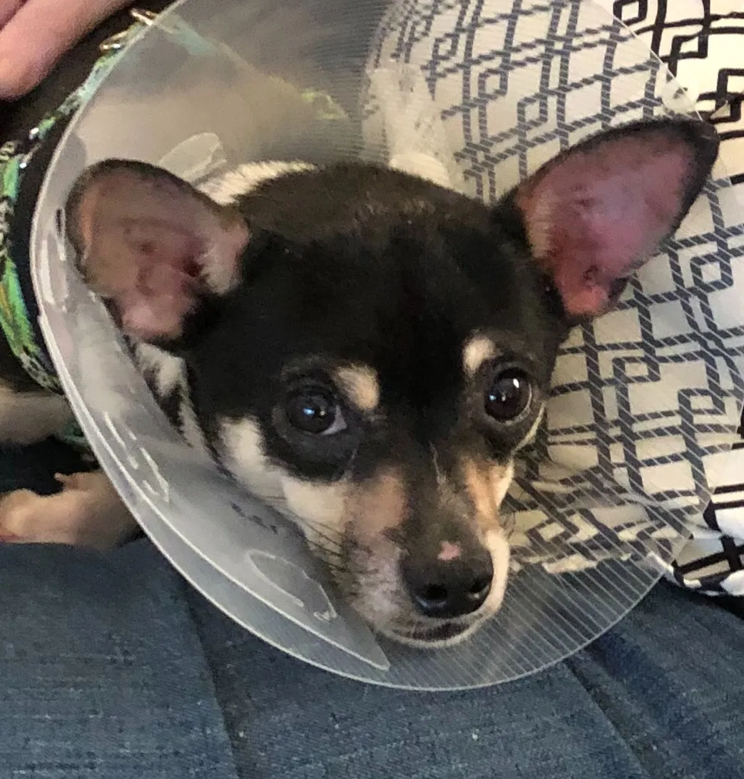 Lost dog in Chattanooga, TN, 37405