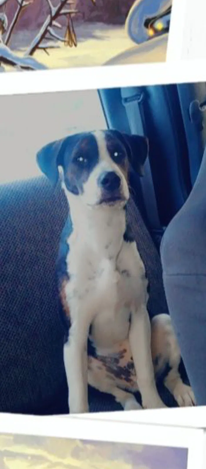 Lost dog in Chuckey, TN, 37641