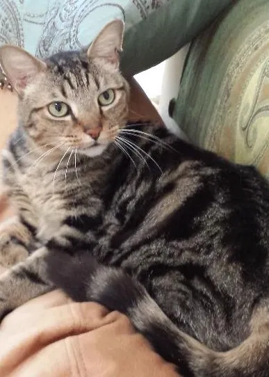 Lost cat in Leland, NC, 28451