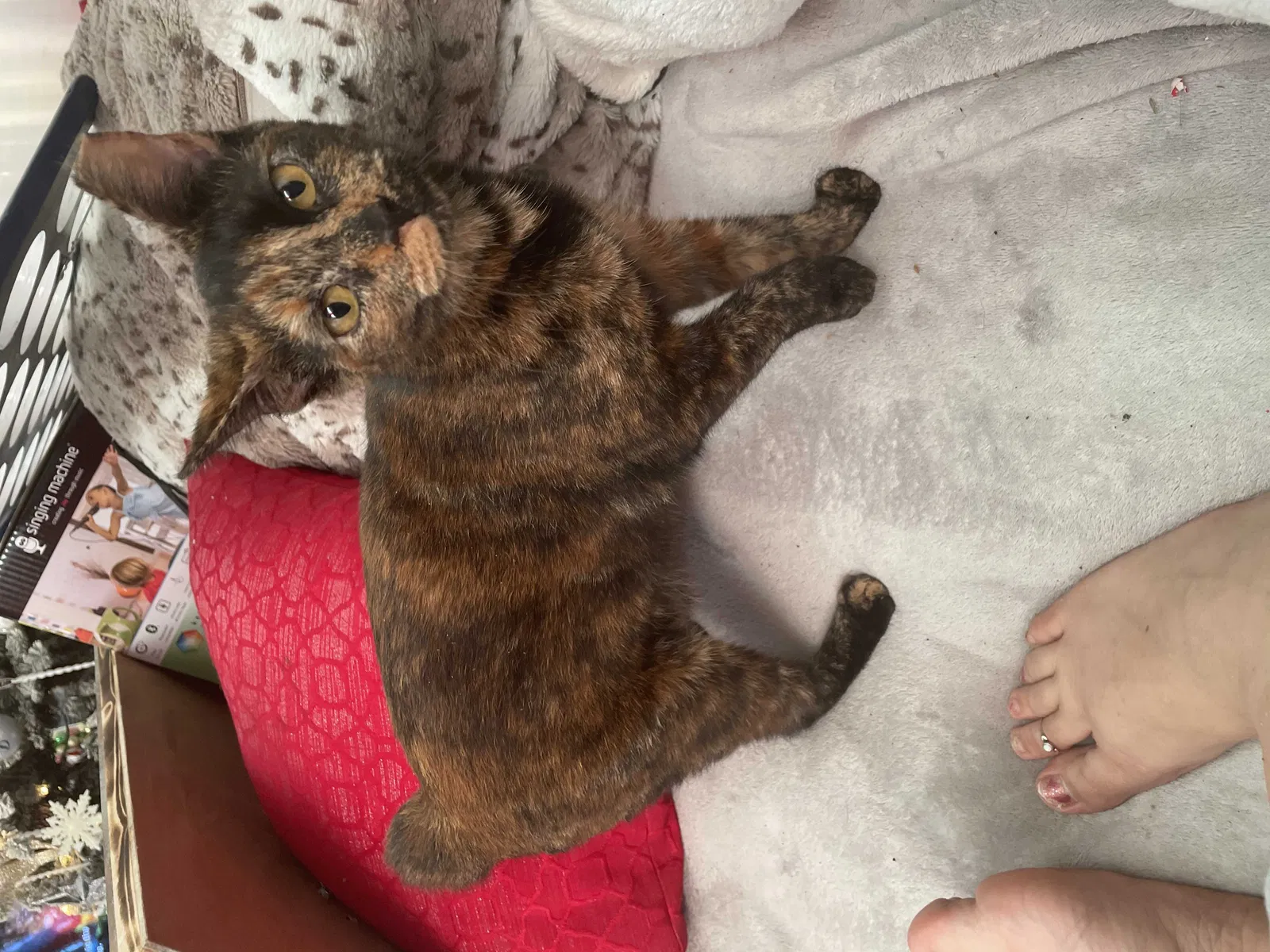 Lost cat in Holiday, FL, 34691