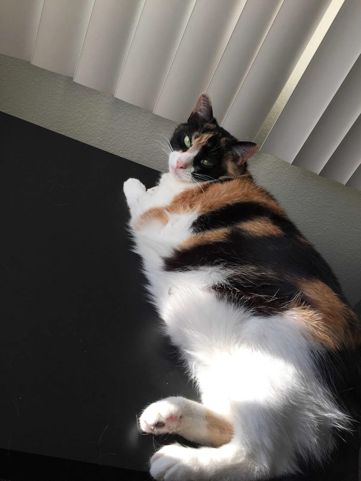 Lost cat in Anaheim, CA, 92802