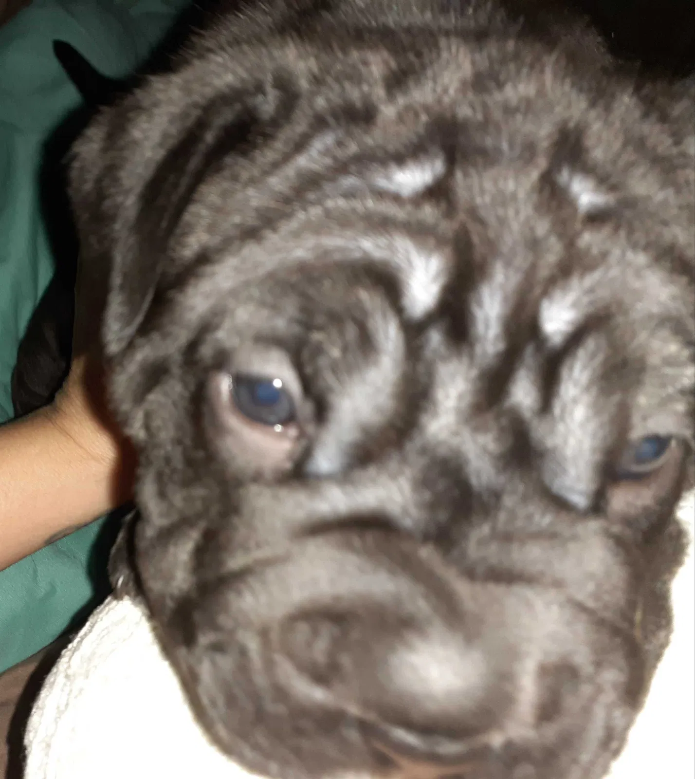 Lost dog in Bradenton, FL, 34208