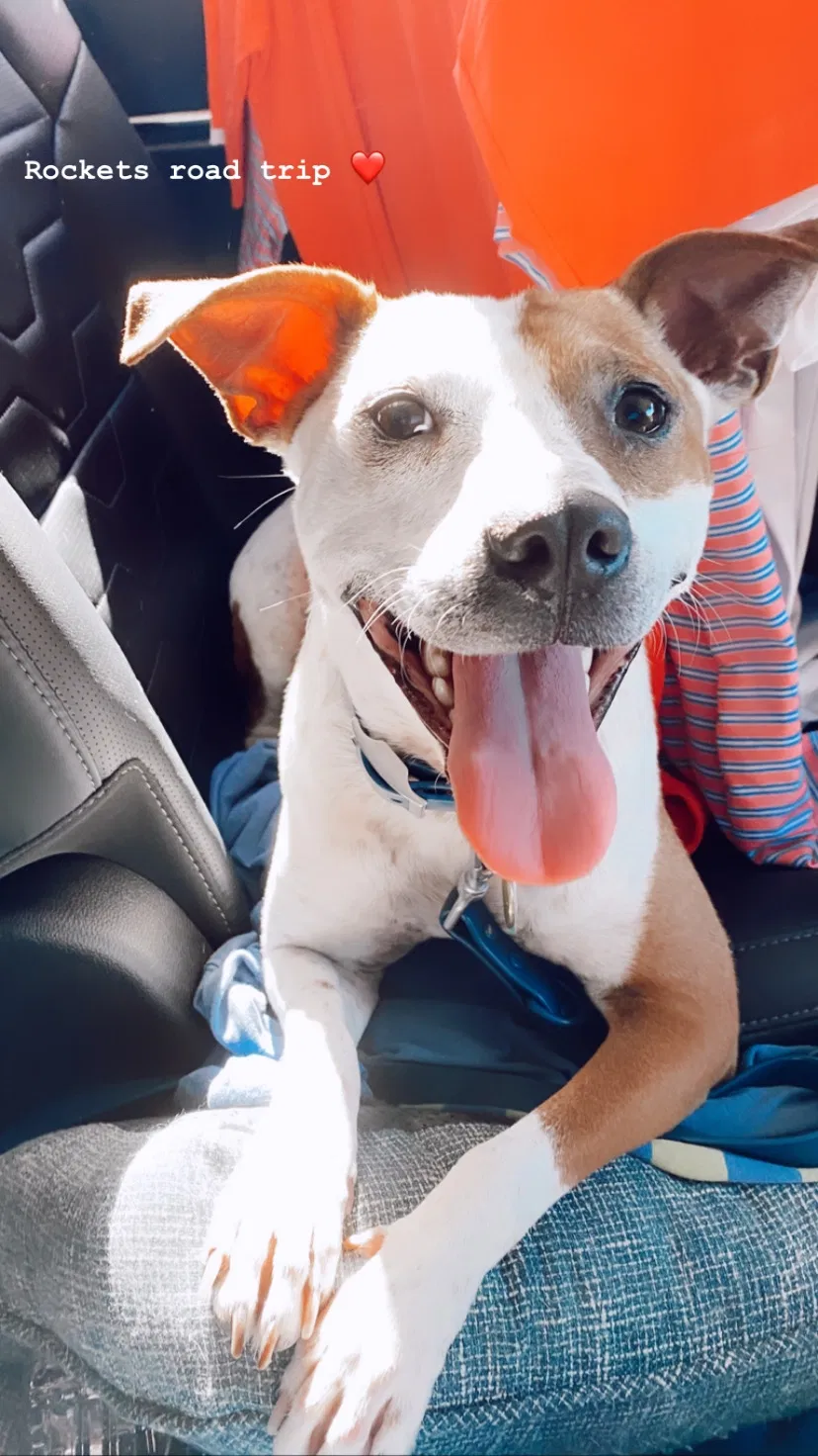 Lost dog in Jupiter, FL, 33478