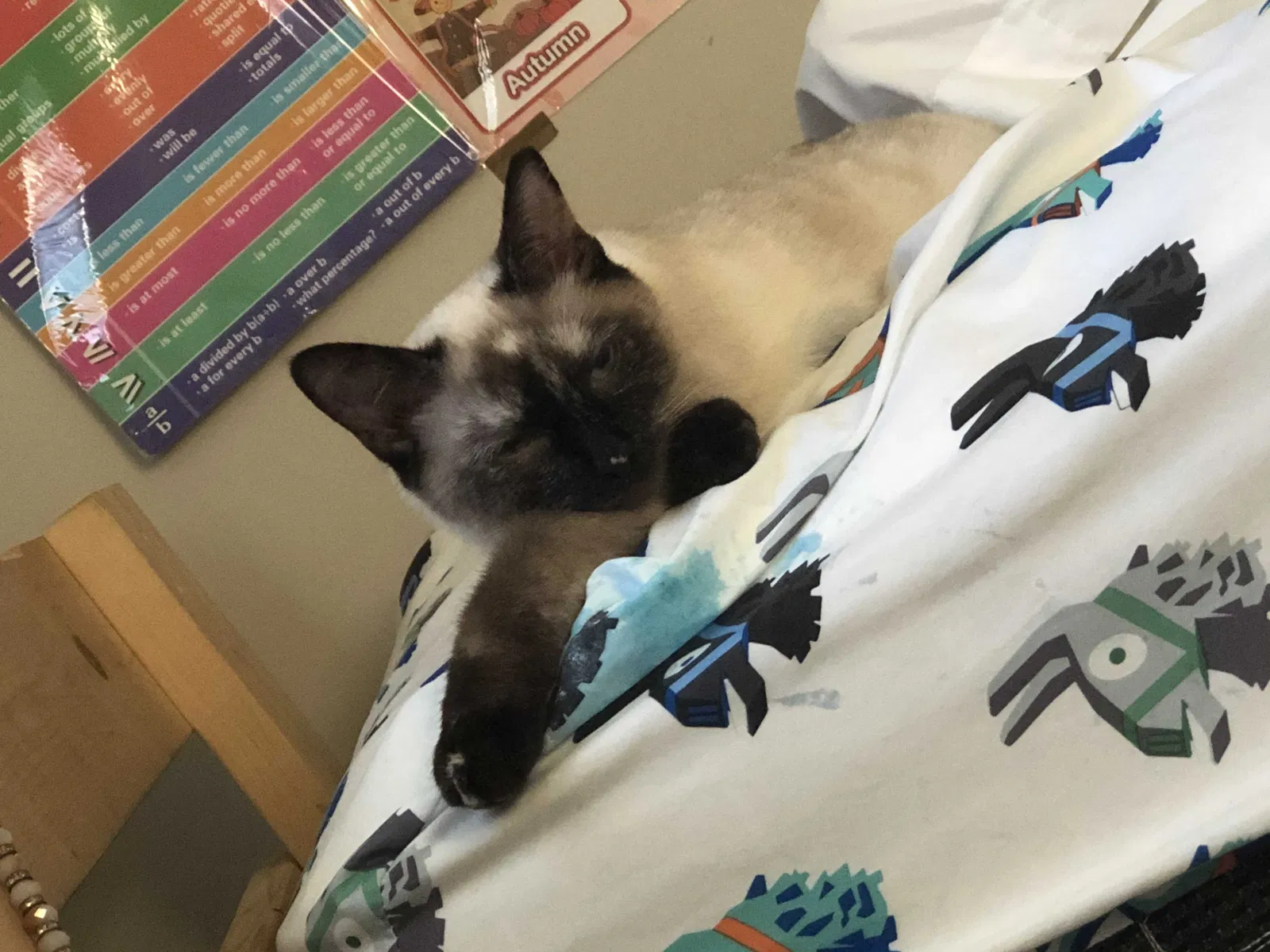Lost cat in Paris, KY, 40361