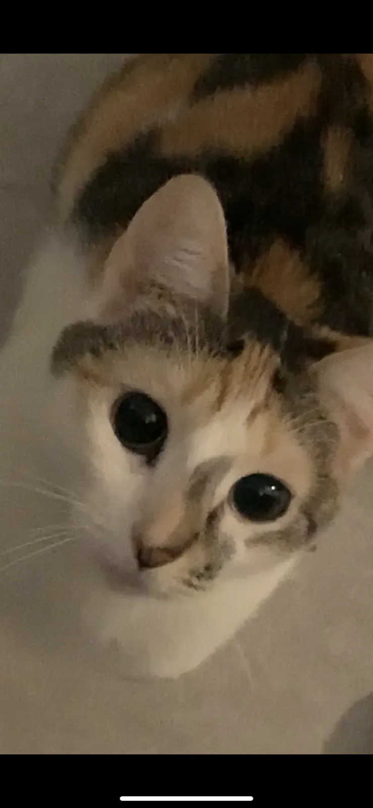Lost cat in Sharon Hill, PA, 19079