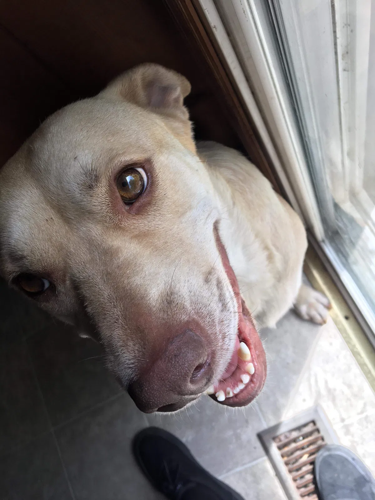 Lost dog in Maxton, NC, 28364