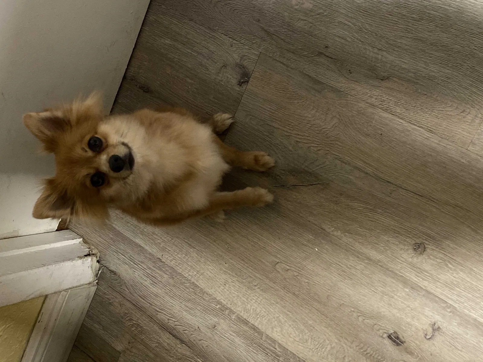 Lost dog in Hallandale, FL, 33009