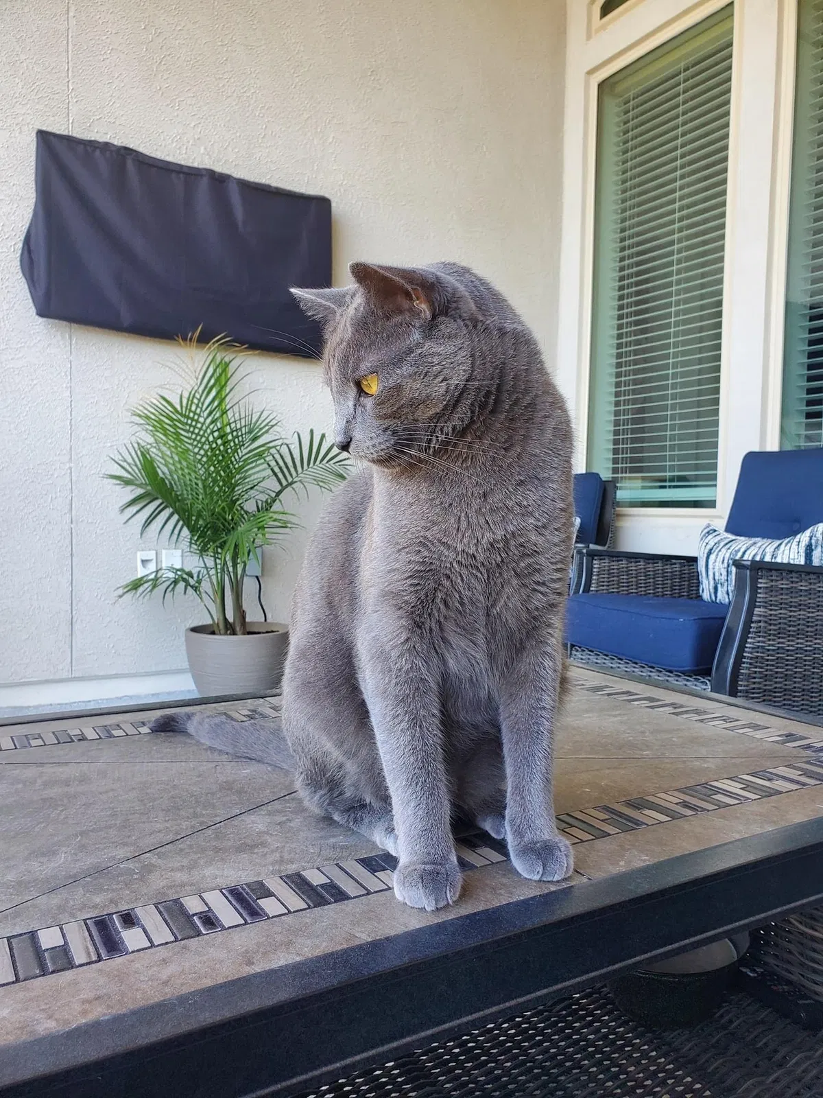 Lost cat in Austin, TX, 78738