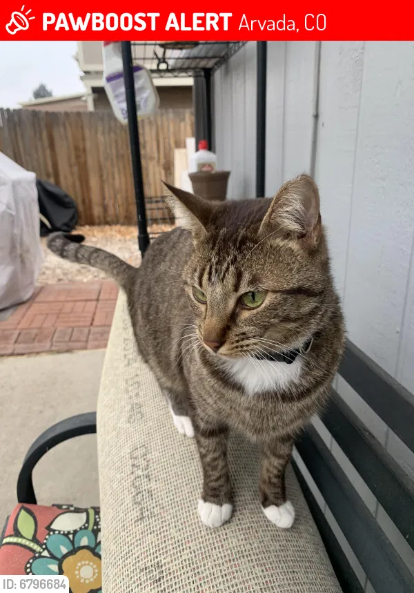 Lost cat in Arvada, CO, 80003