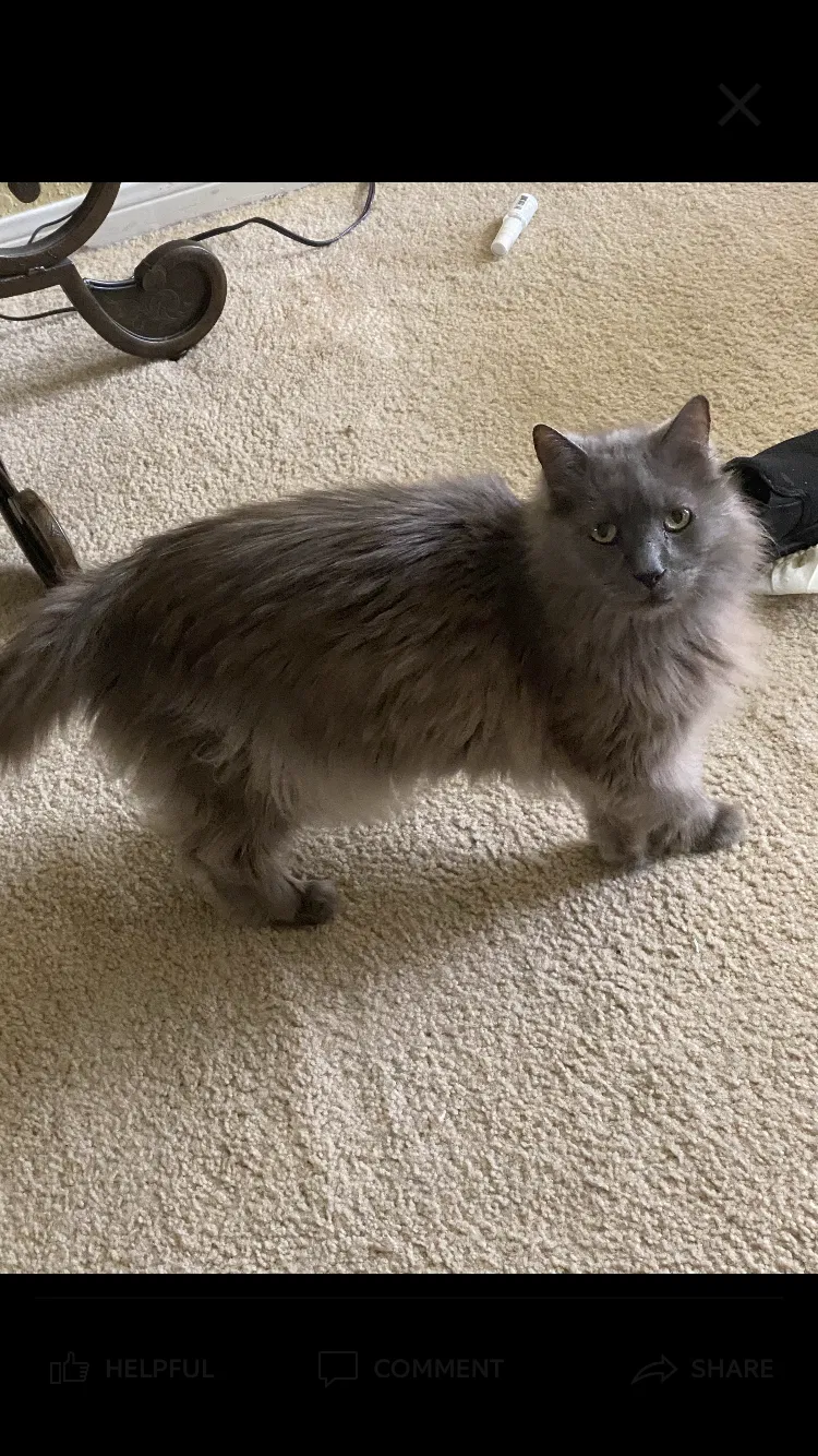 Lost cat in Killeen, TX, 76549