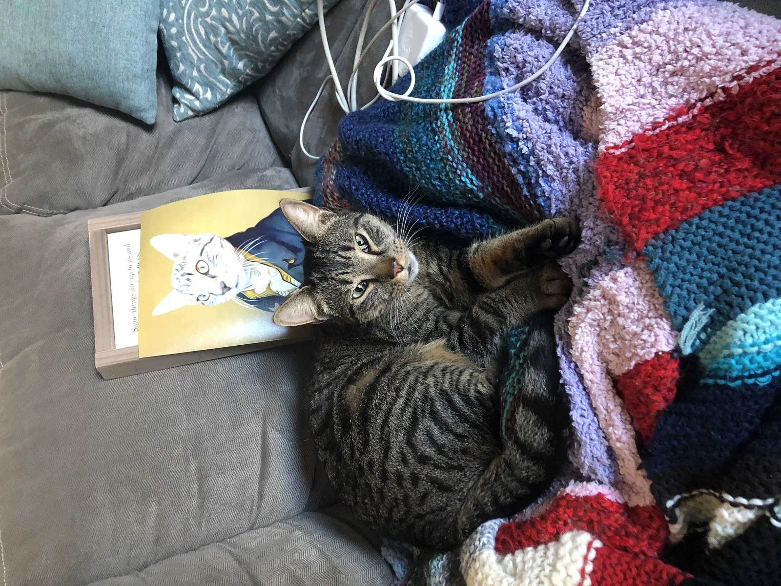 Lost cat in San Mateo, CA, 94403