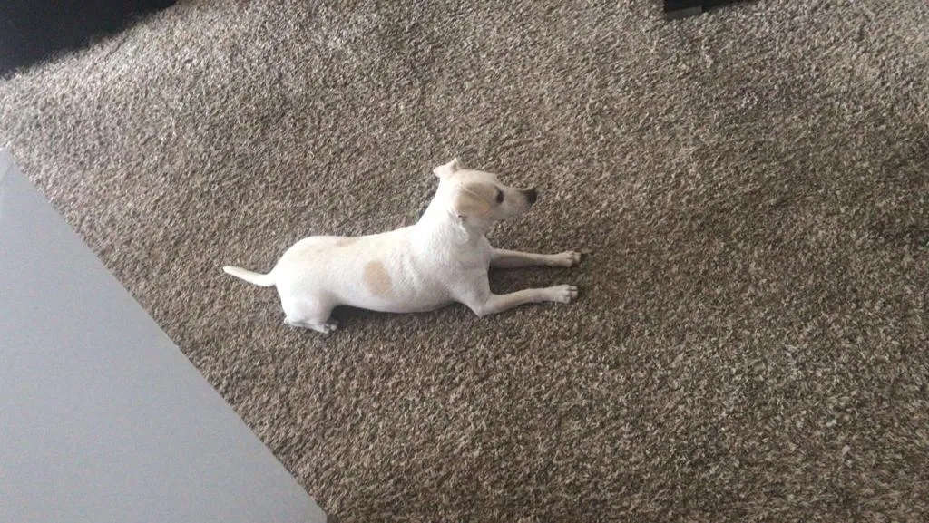 Lost dog in Fort Worth, TX, 76131