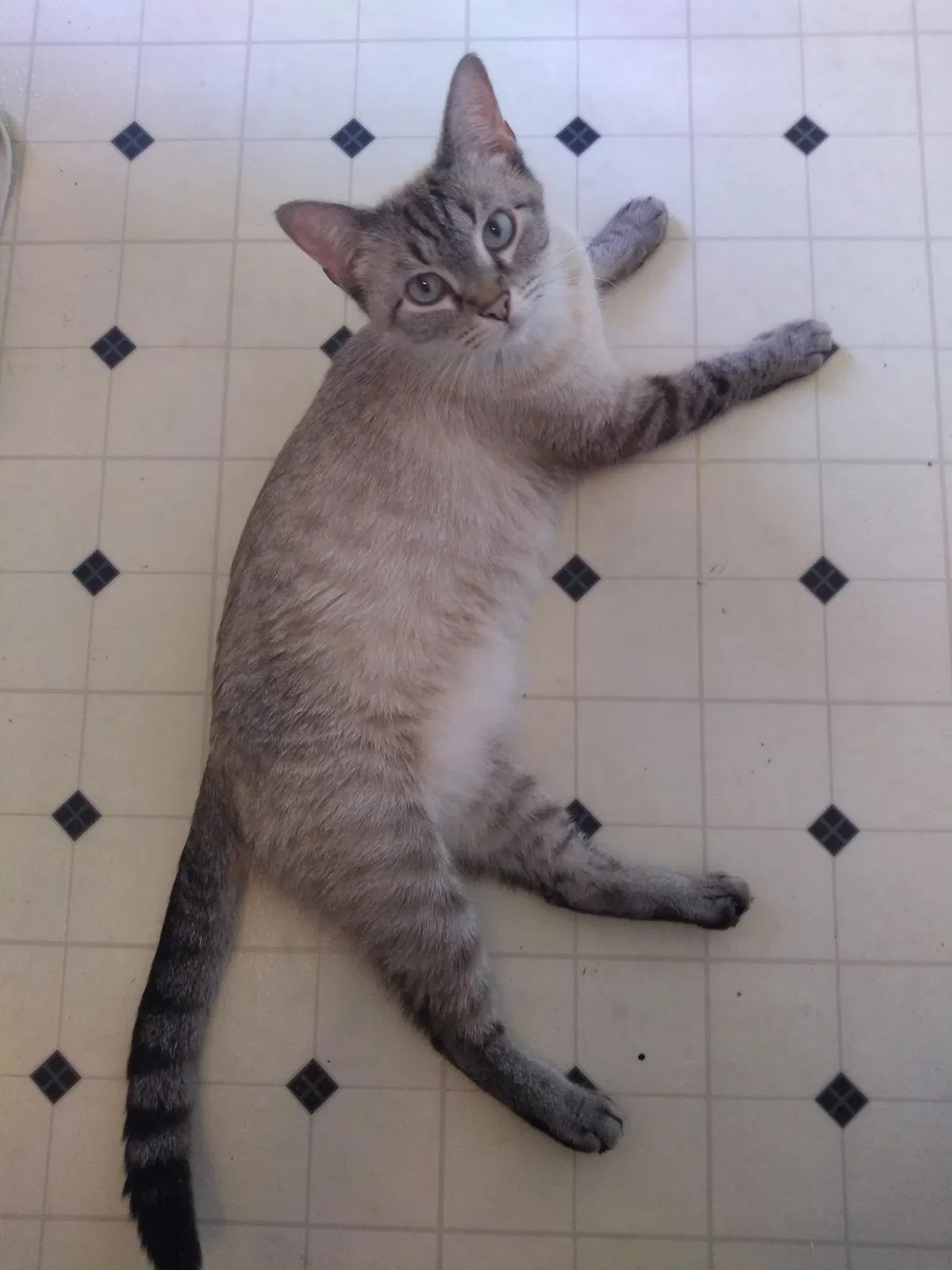 Lost cat in Eugene, OR, 97404