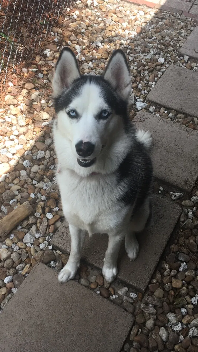 Lost dog in Dover, FL, 33527
