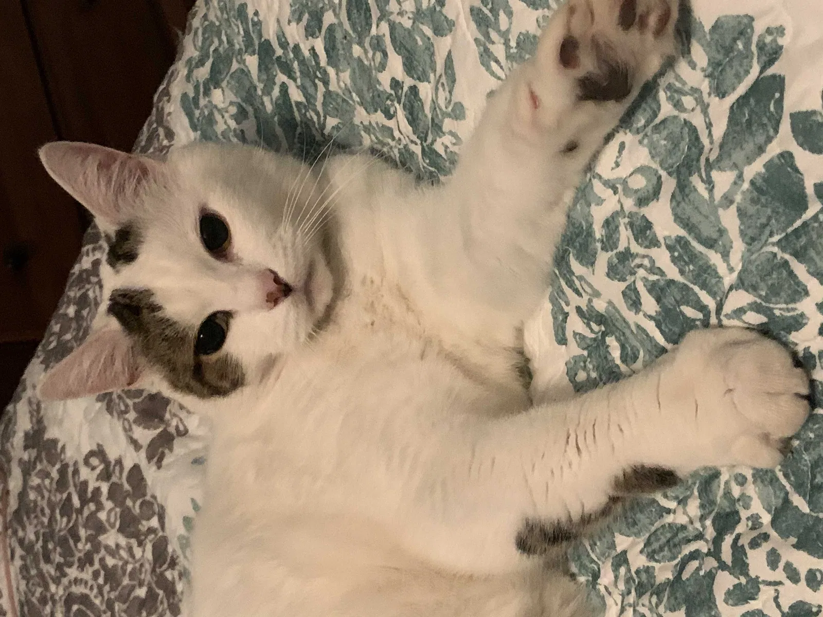 Lost cat in Chattanooga, TN, 37421