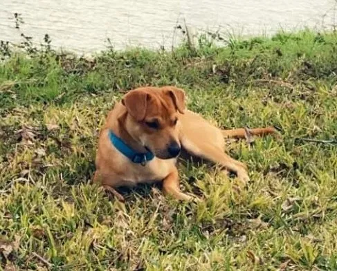 Lost dog in Richmond, TX, 77406