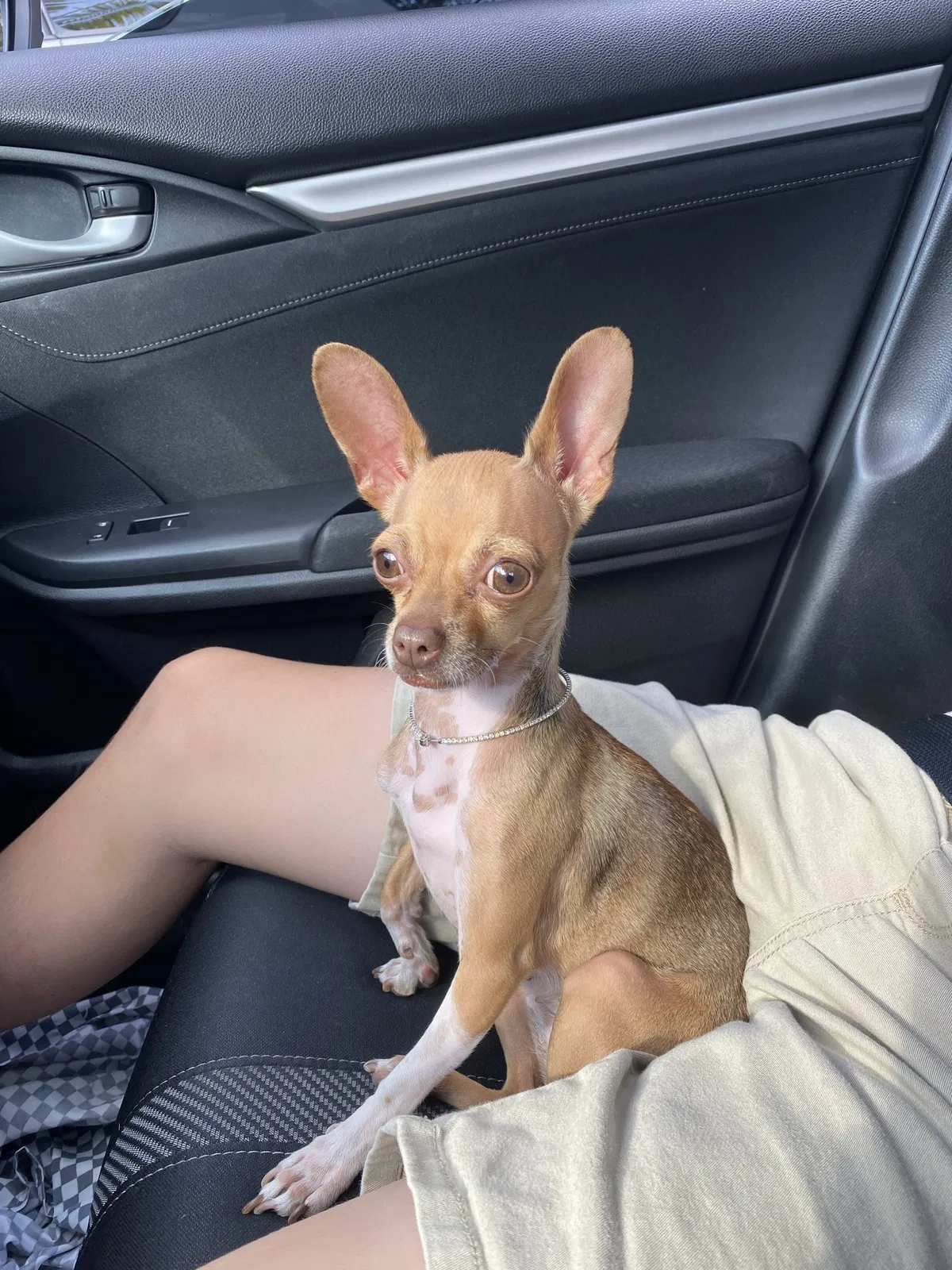 Lost dog in Hollywood, FL, 33024