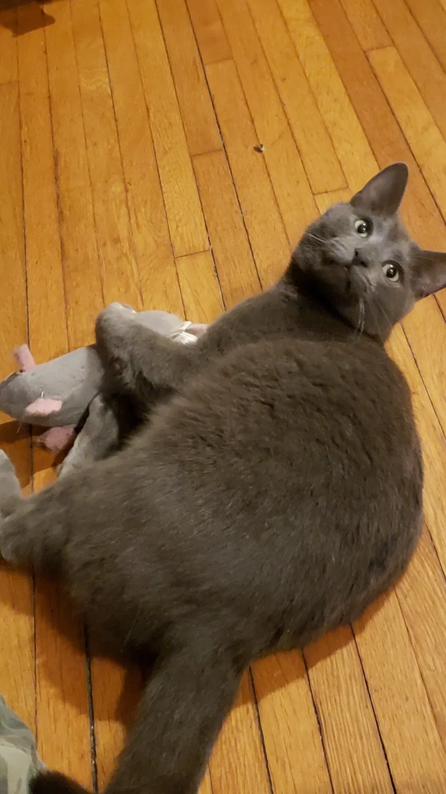 Lost cat in Dayton, OH, 45420