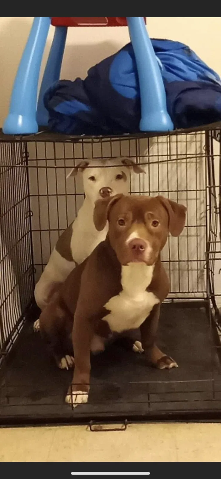 Lost dog in Belleville, IL, 62226