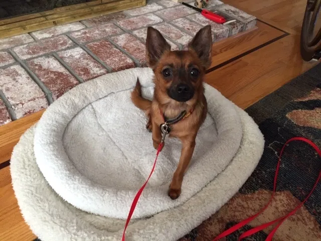 Lost dog in Redwood City, CA, 94062