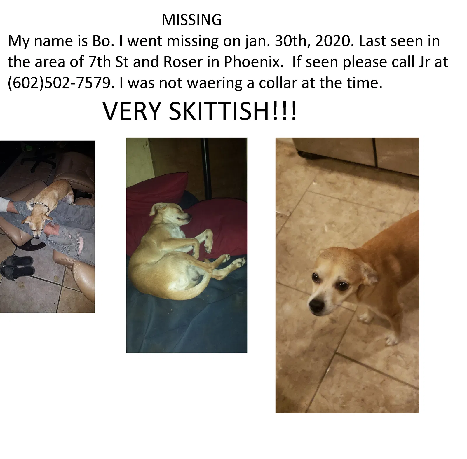 Lost dog in Phoenix, AZ, 85040