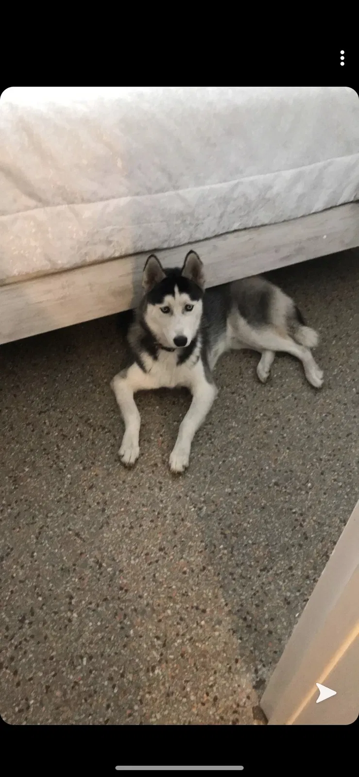 Lost dog in Tampa, FL, 33607