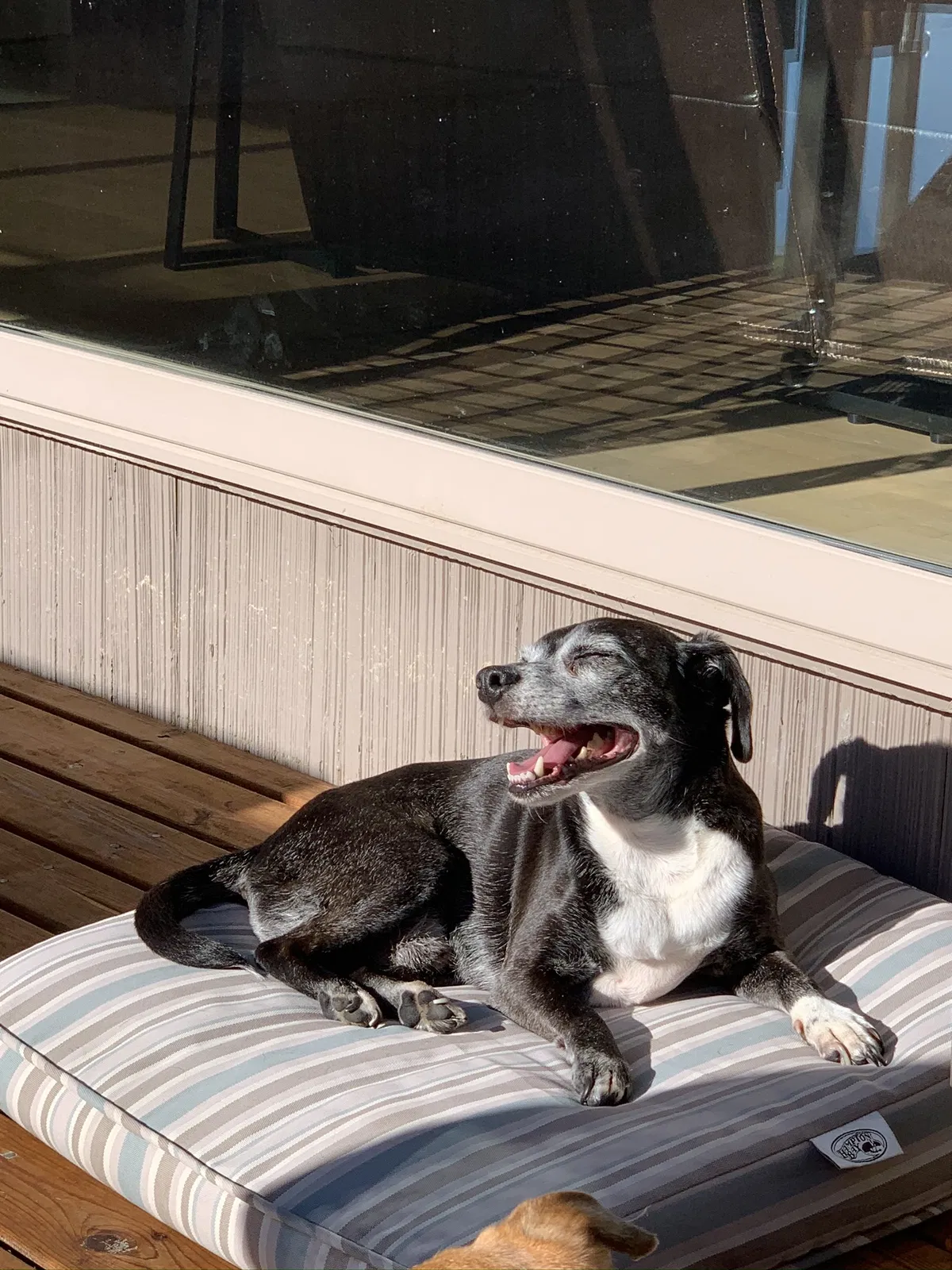 Lost dog in Gig Harbor, WA, 98335
