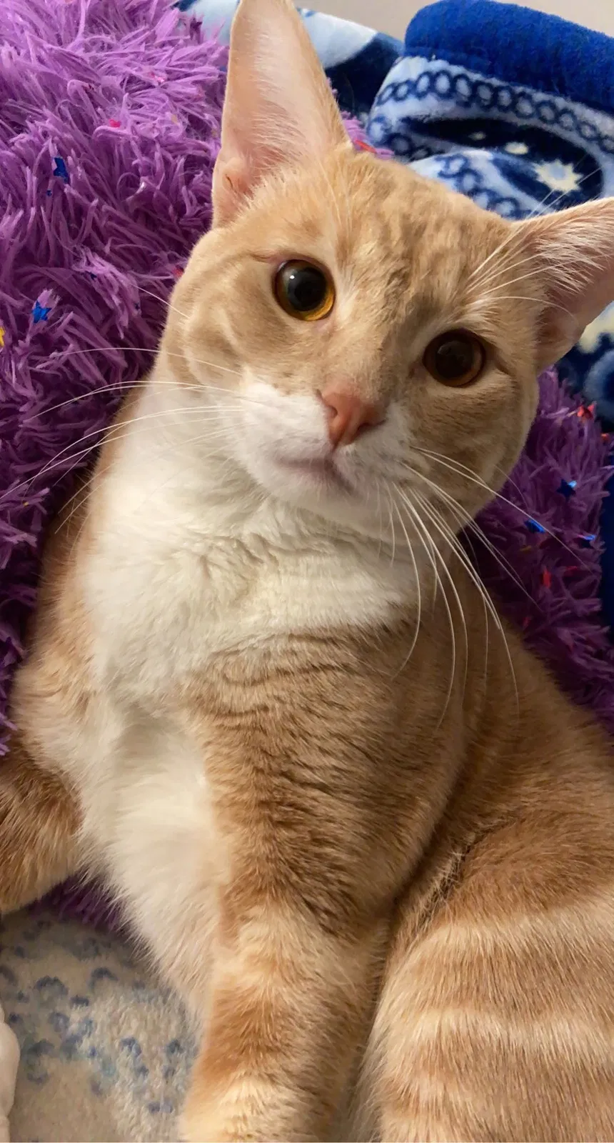 Lost cat in Mira Loma, CA, 91752