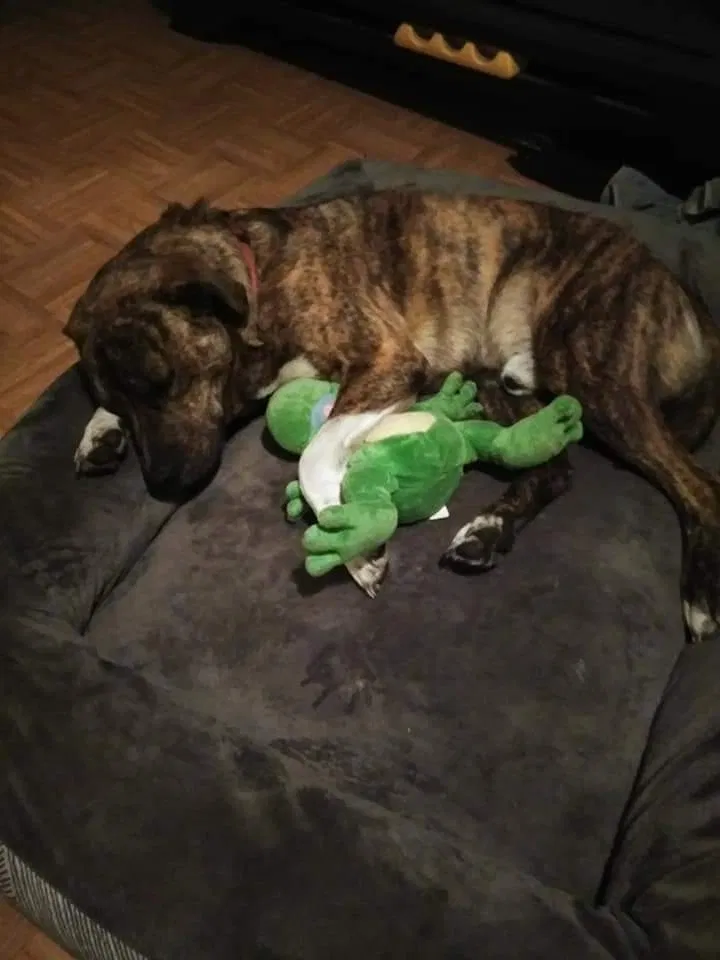 Lost dog in Orlando, FL, 32808