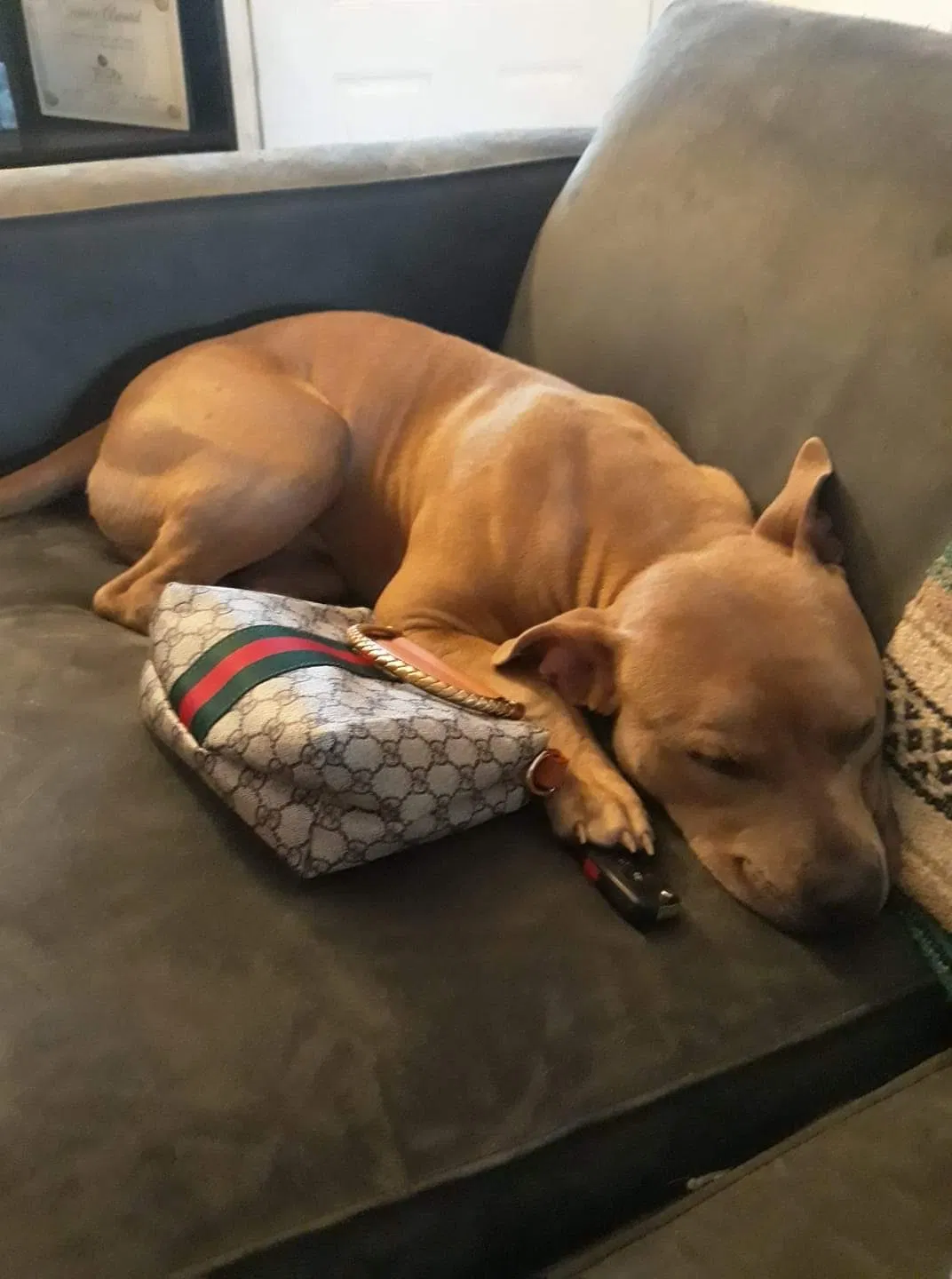 Lost dog in Orlando, FL, 32808