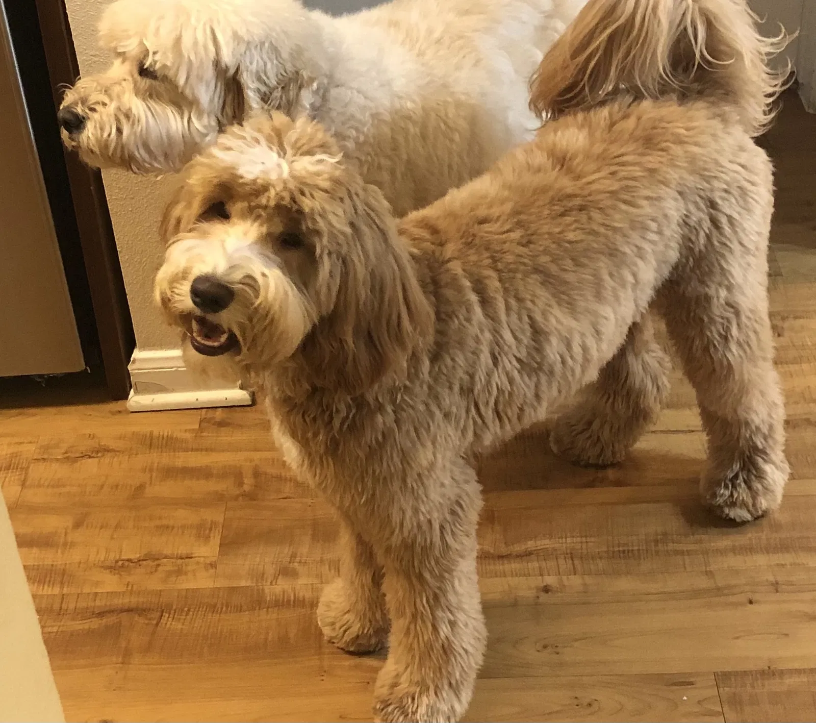 Lost dog in Austin, TX, 78705