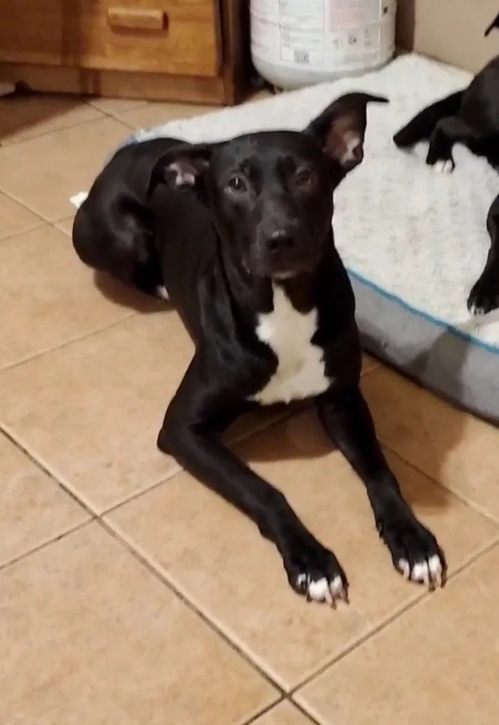 Lost dog in Sacramento, CA, 95823
