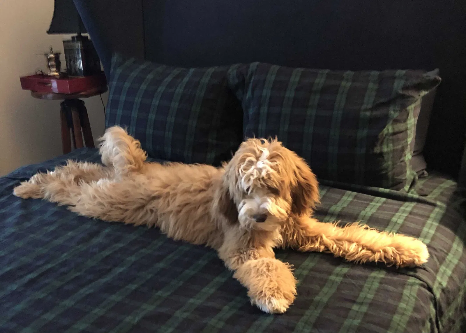 Lost dog in Austin, TX, 78705