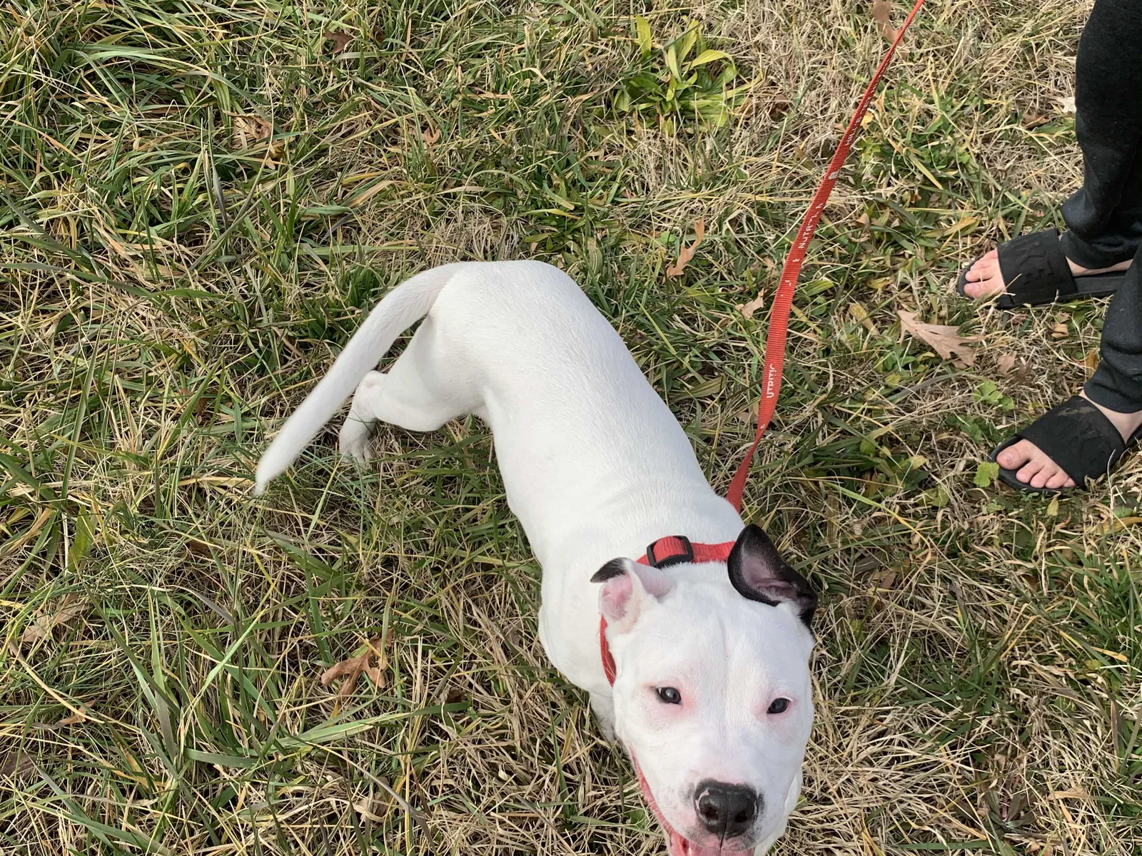 Lost dog in Chesapeake, VA, 23320